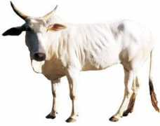 vishwagou.org Khilari