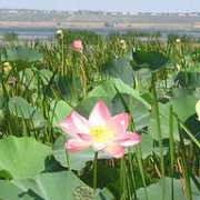 photoforum.ru Khoreva