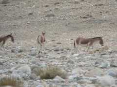 Kiang