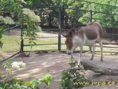 Kiang