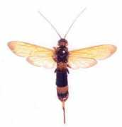 ffpri-skk.affrc.go.jp Kibati