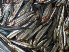 netwave.or.jp Kibina