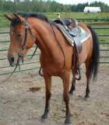 tkoarabians.com Kierra