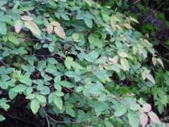 stewartia.net Kihagi