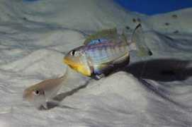cichlidae.com Kilesa