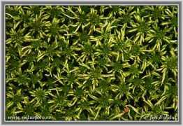 naturephoto-cz.com Kiminas