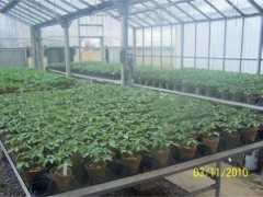 ipm.illinois.edu Kindhart