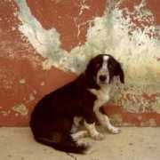 fotokritik.com Kiremit