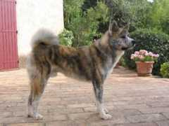 kirena.inu.free.fr Kirena