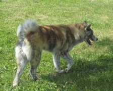 kirena.inu.free.fr Kirena