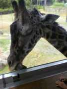 nattyo1115.blog.eonet.jp Kirinn