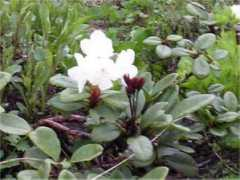 botanic.jp Kishak