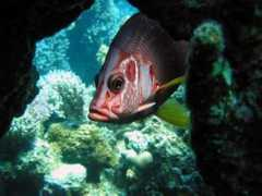 divecenter.hu Kishal