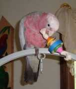 Kishka