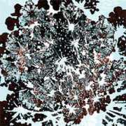 cwcreate.com Kisicki