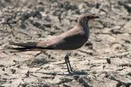 fssbirding.org.uk Kitros