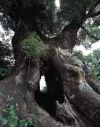 kyoboku.com Kiyotake