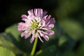 panoramio.com Klavertje