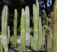 sacredcactus.com Klearman