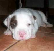 mascotamigas.com Knela