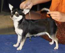 chihuahua.ru Knopochka