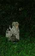 cypress.ne.jp Kobiro