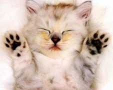 8115413.bloog.pl Kocius