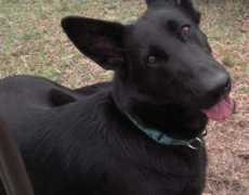 Kodie