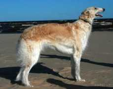 borzoi.lv Kohanna