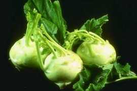 Kohlrabi