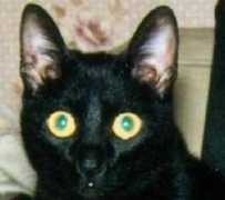 mac.citycat.ru Kokaeva