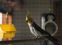 kevinandtammy.net Kokonut