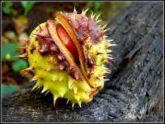 photodom.com Kolbergs