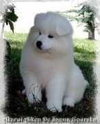 sannagourska.com Koncki