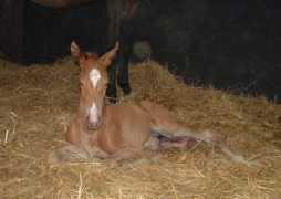 holmetrakehners.com Konigin