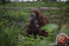 antaranews.com Konservasi