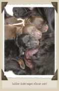 lunasstar.englishcockerspaniel.info Korden