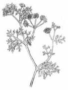 vegetarianus.hu Koriander