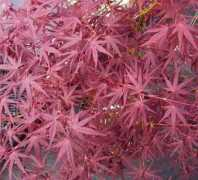 bodwen-nursery.co.uk Koriba