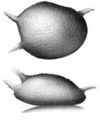 Kornicker