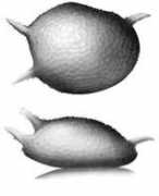 Kornicker