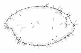 Kornicker