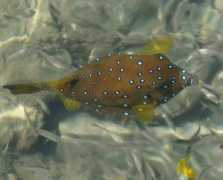 tourblogger.ru Korobok