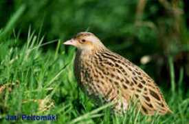 schools.keldysh.ru Korostel