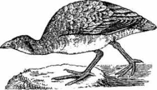 piterhunt.ru Korostel