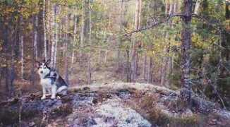 Koskio