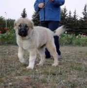 daur-don.security-dog.org Kostantinidis