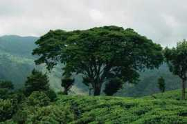 Kotagiri