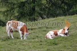 mediaspeed.net Kravi