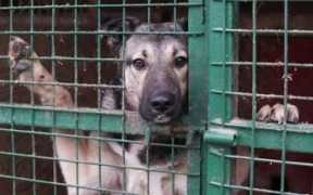 philenews.com Krazoun